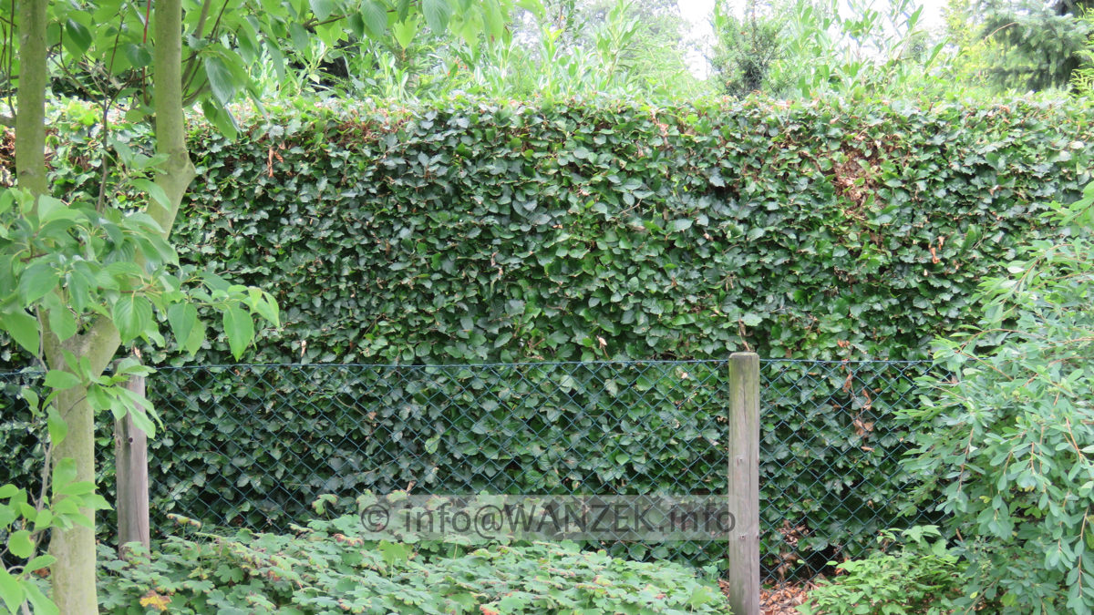 Fagus sylvatica - Hecke im Sommer nach Schnitt 03.JPG